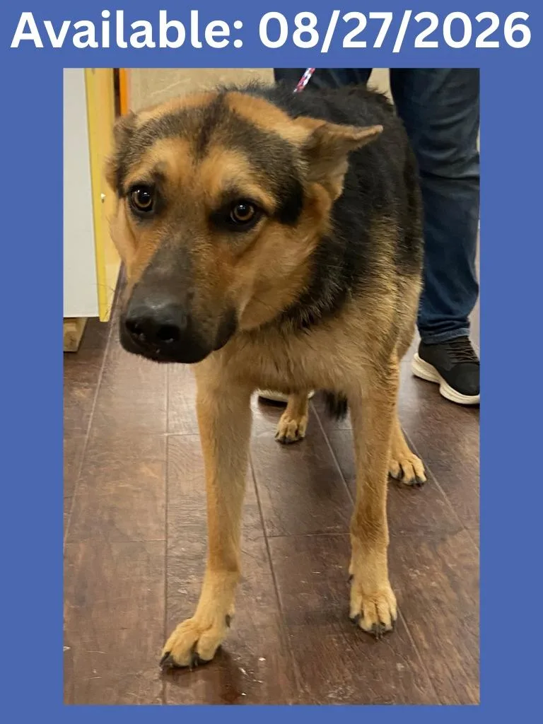 A young large-sized male German Shepherd Dog dog named Dog Kennel  ArdieArtimus for adoption in Greenville, TX