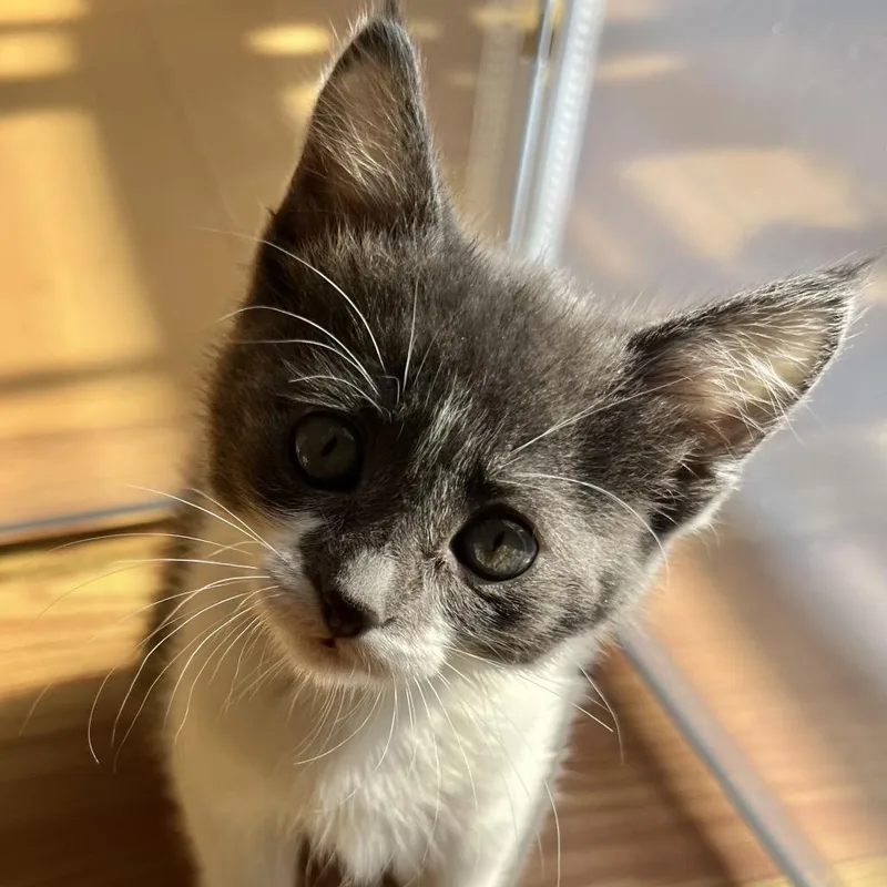 A baby small-sized male White Domestic Short Hair cat named Topaz for adoption in Sunnyvale, CA