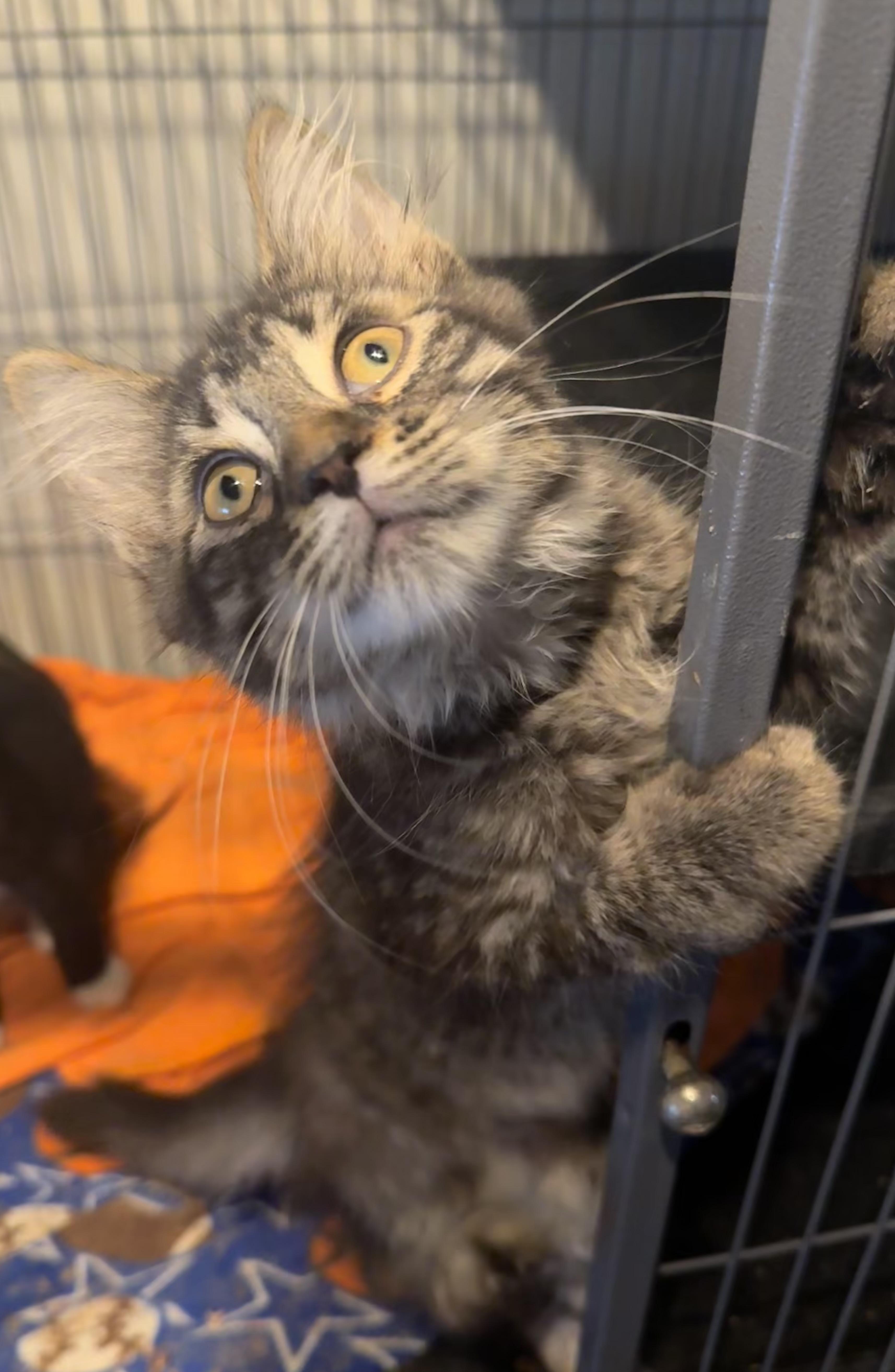 A baby medium-sized female Tabby (Brown / Chocolate) Domestic Long Hair cat named Nilla for adoption in Saginaw, MI