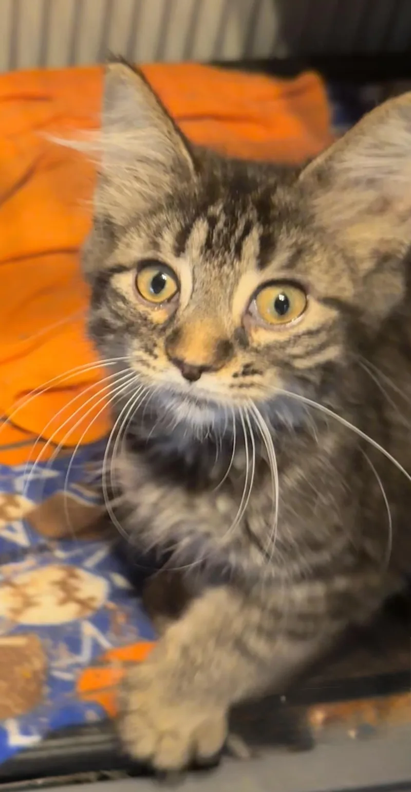 Nilla thumbnail 2
