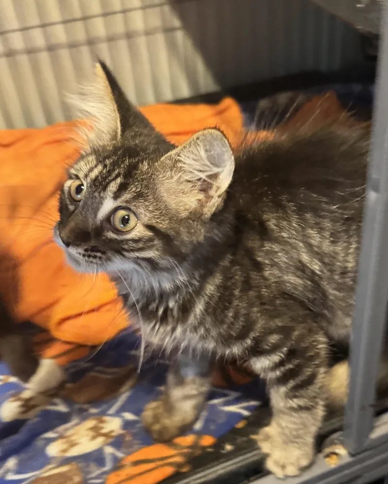 Nilla thumbnail 3