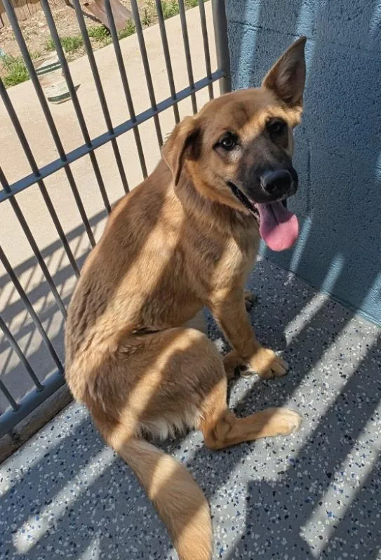 A young medium-sized female Yellow / Tan / Blond / Fawn German Shepherd Dog dog named Penny for adoption in Benson, AZ