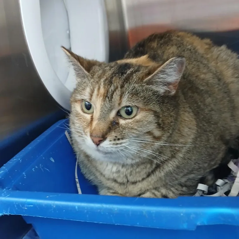 An adult medium-sized female Tortoiseshell Domestic Short Hair cat named Annie for adoption in Philadelphia, PA