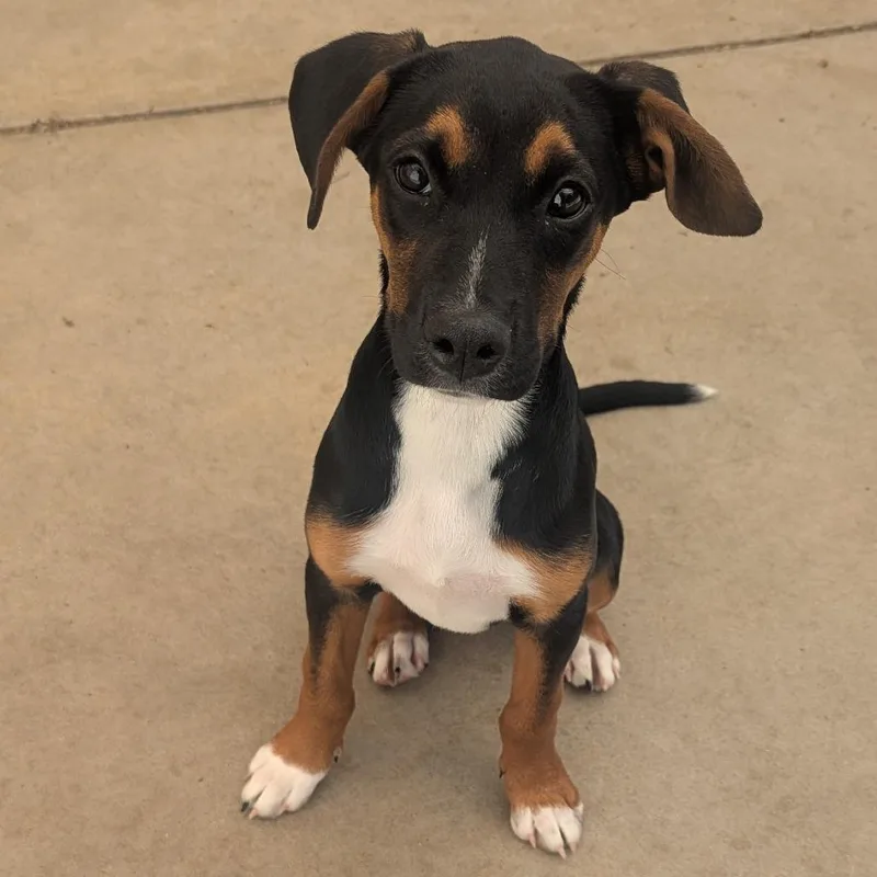 A baby medium-sized female Labrador Retriever dog named Meilin for adoption in Fenton, MI