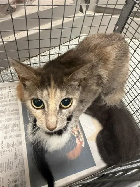 An adult medium-sized female Domestic Short Hair cat named A for adoption in Pasadena, TX