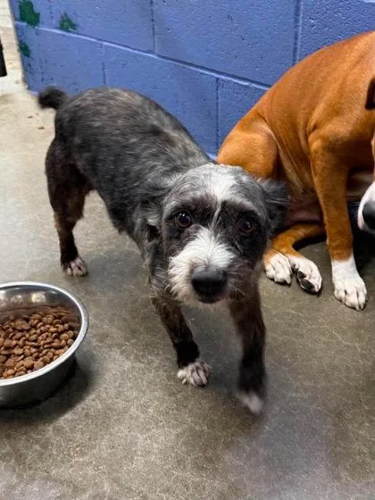 An adult small-sized male Mixed Breed dog named Fido for adoption in Leitchfield, KY