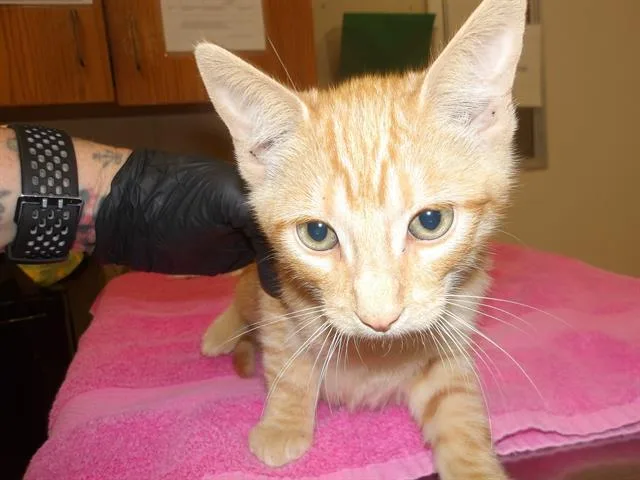 A baby small-sized male Domestic Short Hair cat named Asa for adoption in Santa Rosa, CA