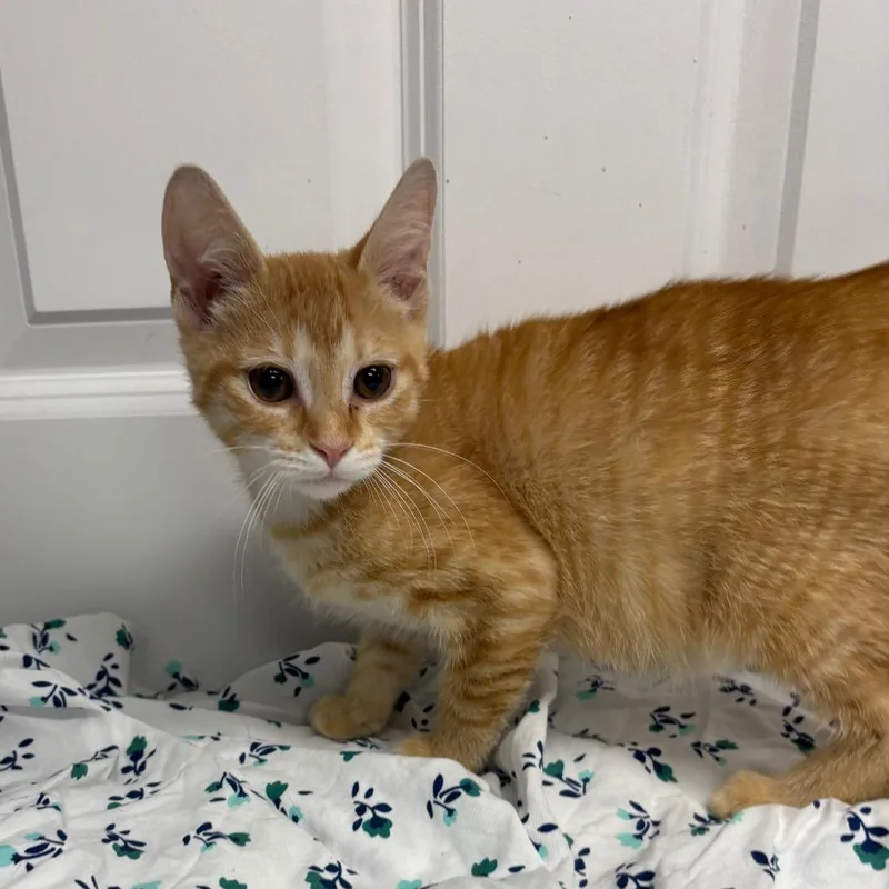 A baby small-sized male Orange / Red Domestic Short Hair cat named Stewart for adoption in Granville, OH