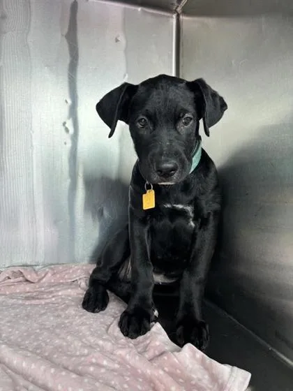 A baby small-sized female Shepherd dog named Cali for adoption in El Paso, TX
