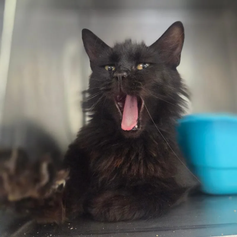 A young large-sized female Black Domestic Long Hair cat named Compass for adoption in Spokane, WA