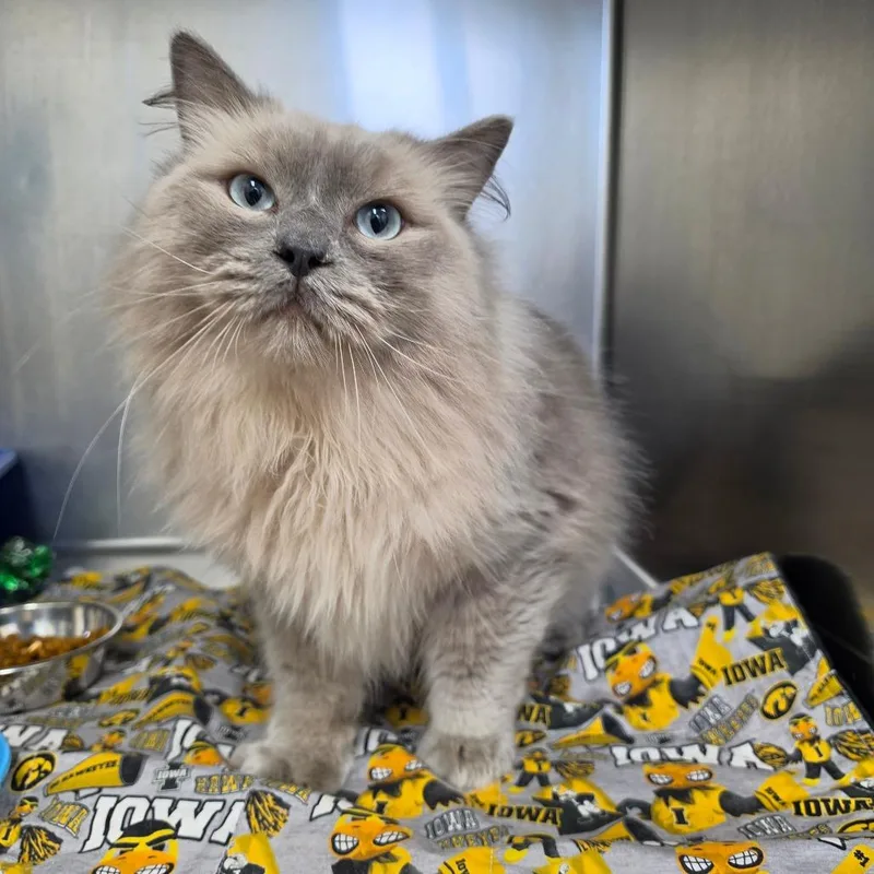 Merlin