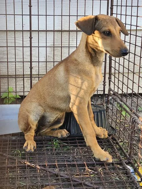 A baby small-sized female Terrier dog named Hershey for adoption in San Antonio, TX