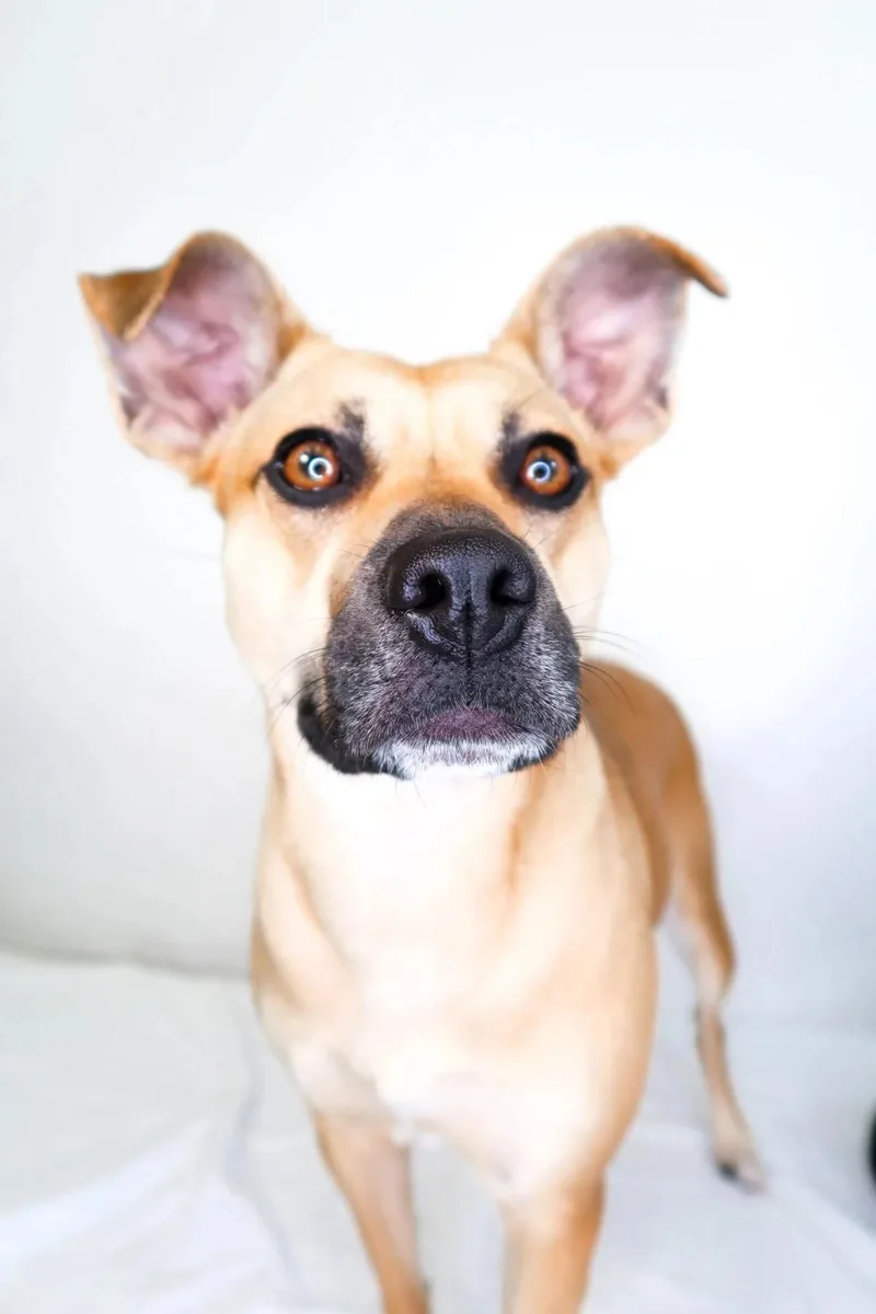 Judy Hopps thumbnail 2