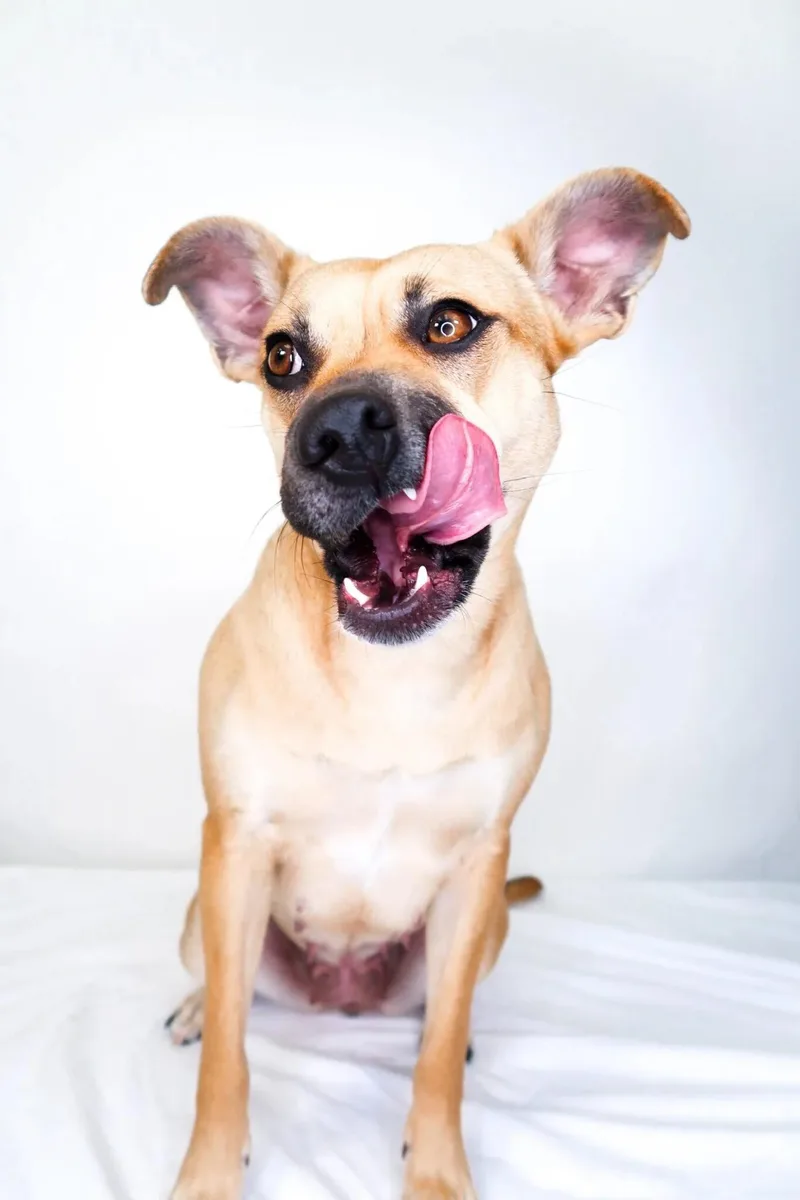 Judy Hopps thumbnail 3