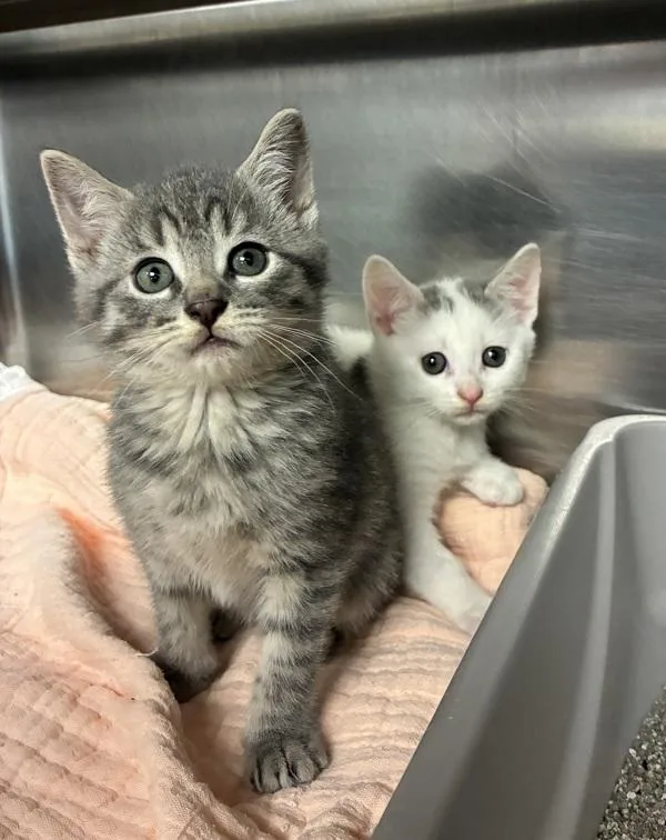 A baby small-sized female Domestic Short Hair cat named Hello Summer for adoption in Richmond, VA