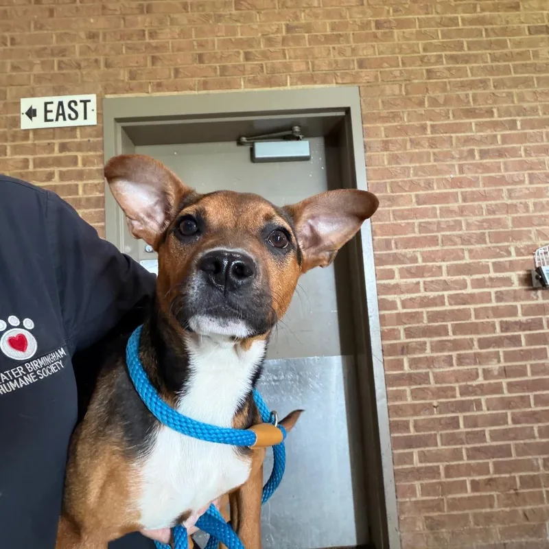 A young small-sized female Red / Chestnut / Orange Beagle dog named Kelly for adoption in Birmingham, AL