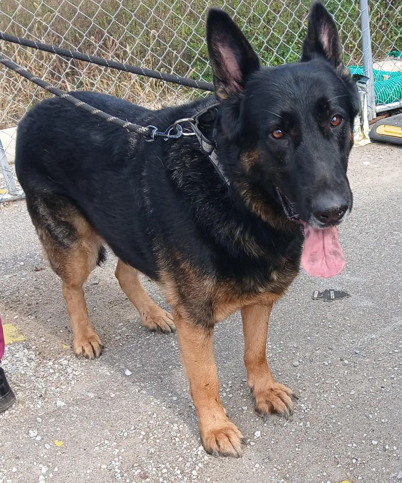 An adult extra large-sized male German Shepherd Dog dog named Harry for adoption in Miller Beach, IN