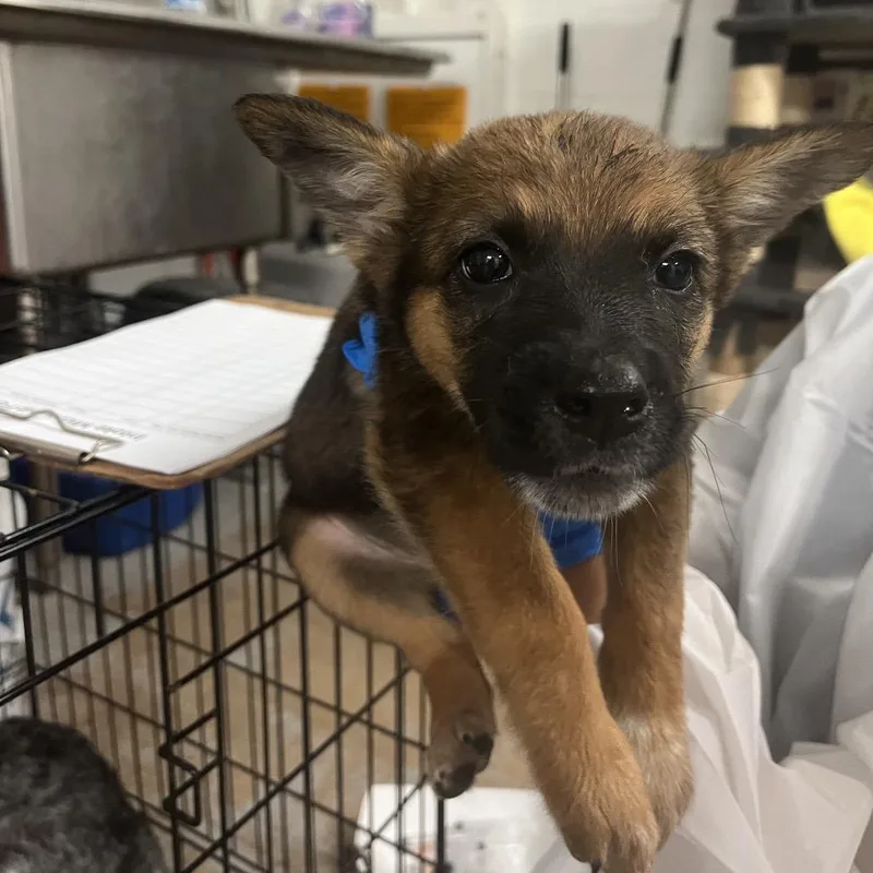 A baby small-sized female Black Australian Cattle Dog / Blue Heeler dog named Prosciutto for adoption in Edinburg, TX