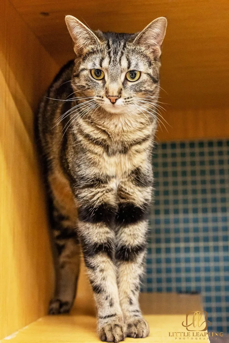 A young small-sized female Black Domestic Short Hair cat named Sam & Carly for adoption in Manhattan, KS