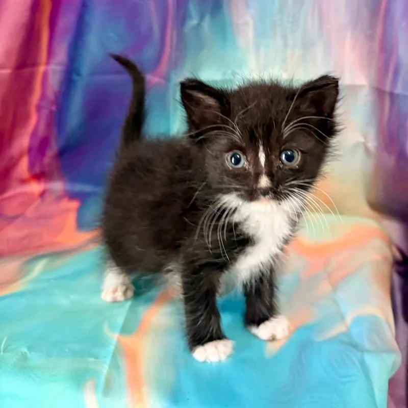 A baby small-sized male Domestic Medium Hair cat named Gatsby for adoption in Woodstock, GA