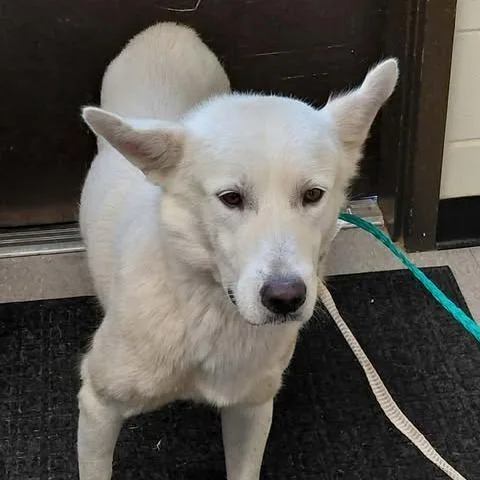 A young medium-sized male White / Cream Great Pyrenees dog named Baloo for adoption in Bastrop, TX