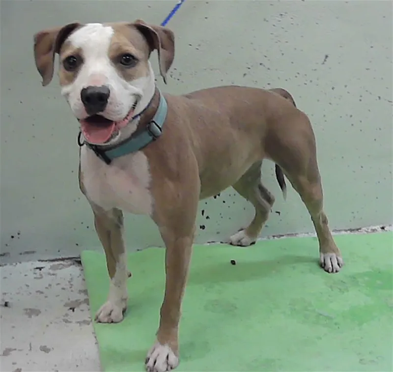 A young medium-sized female American Staffordshire Terrier dog named Lola for adoption in Houston, TX