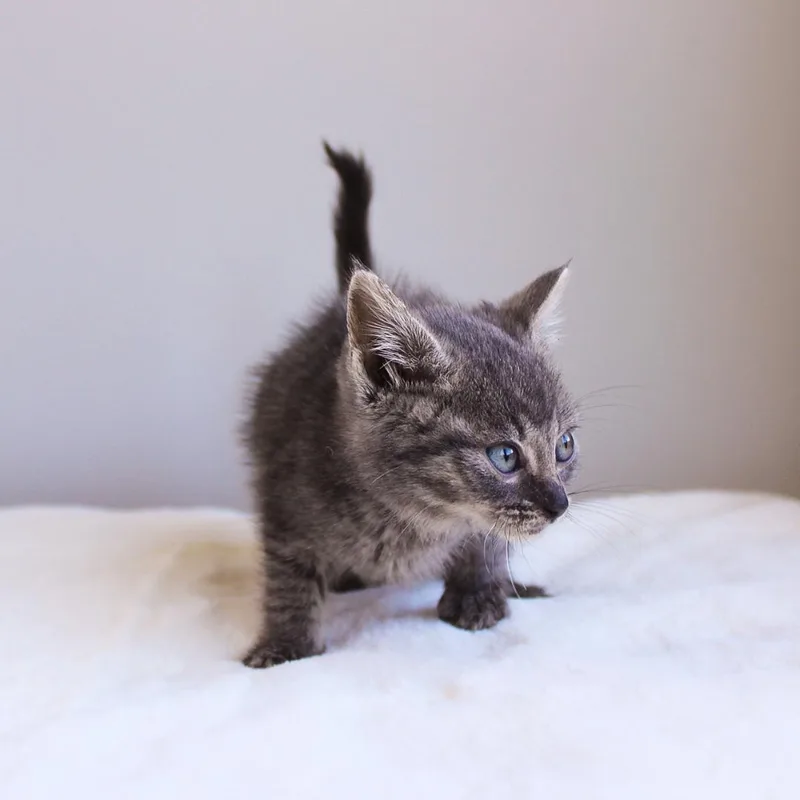 A baby medium-sized male Gray / Blue / Silver Domestic Short Hair cat named Duck for adoption in Wayne, NJ