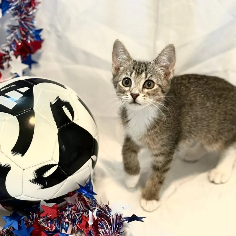 A baby medium-sized female Tabby (Brown / Chocolate) Domestic Short Hair cat named Zara for adoption in Queen Creek, AZ