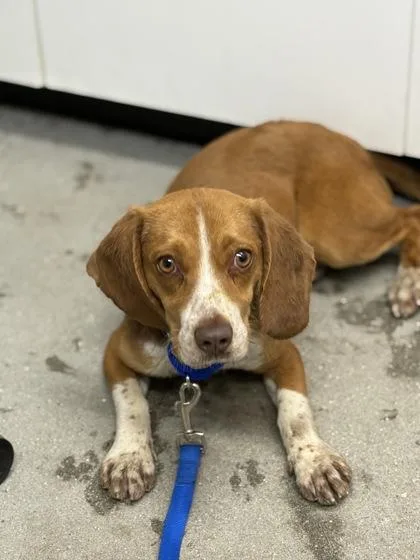 An adult medium-sized male Beagle dog named Perkins for adoption in West Chester, PA