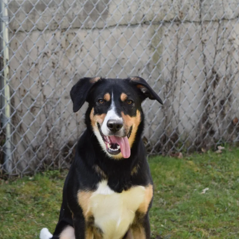 An adult large-sized male Tricolor (Brown, Black, & White) Mixed Breed dog named Winchester for adoption in Norwich, NY