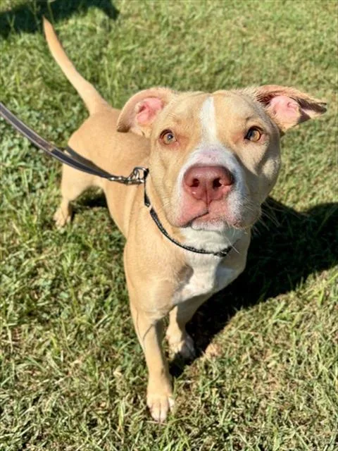 A young medium-sized female Labrador Retriever dog named Vera for adoption in York, SC