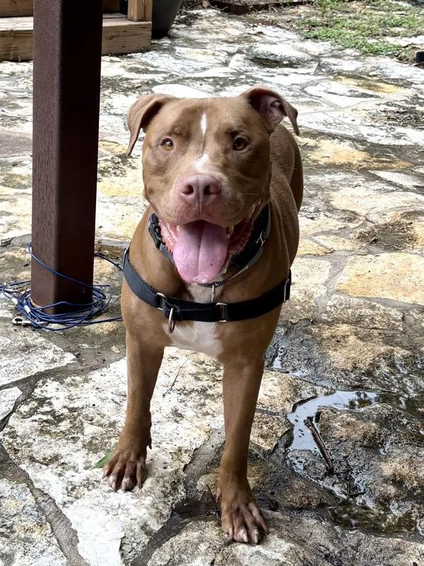 An adult large-sized male Mixed Breed dog named Gumbo for adoption in Austin, TX