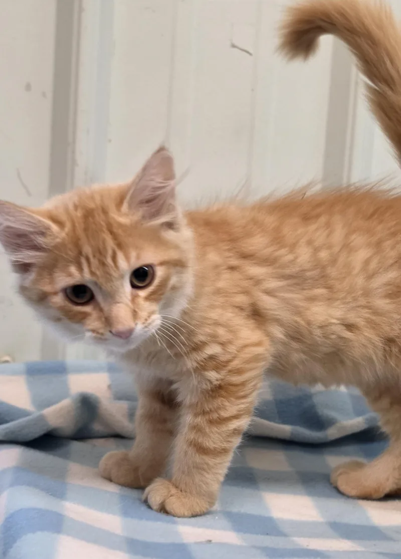 Oscar