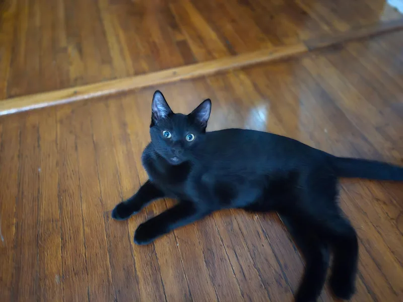 A young medium-sized female Black Domestic Short Hair cat named Minnie for adoption in Buffalo, NY