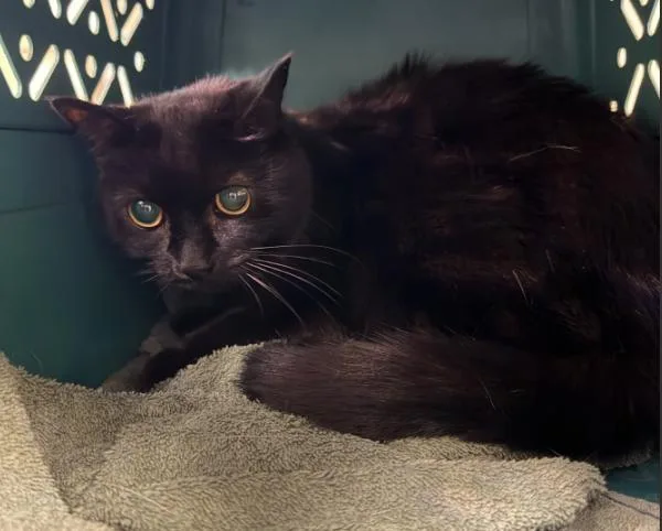 A senior small-sized female Domestic Short Hair cat named Lea for adoption in Virginia Beach, VA