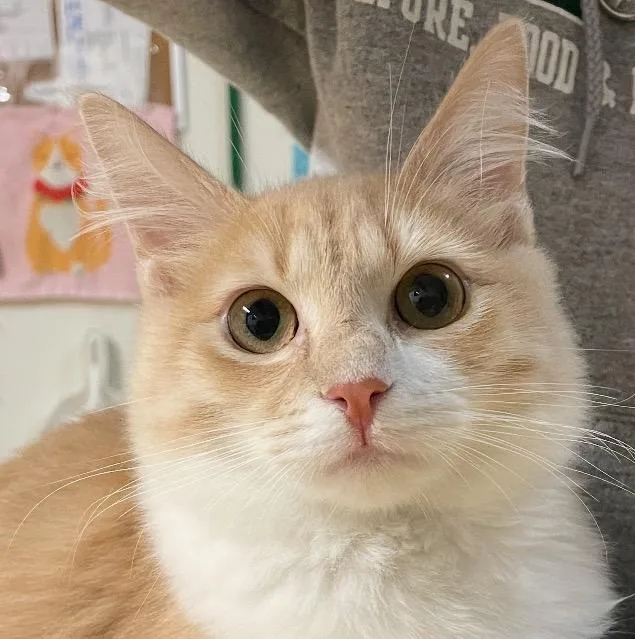 Lavagirl thumbnail 2