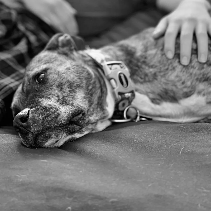 An adult small-sized female Brindle Pit Bull Terrier dog named Princess D for adoption in Princeton, MN