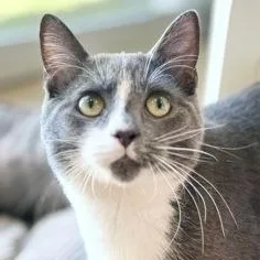 A young large-sized male Gray & White Domestic Short Hair cat named Zumba for adoption in Ithaca, NY