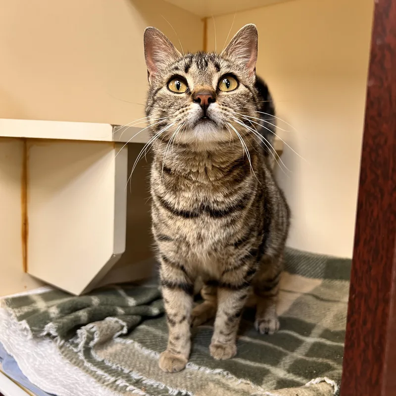 A young small-sized female Tabby (Brown / Chocolate) Domestic Short Hair cat named Fiona for adoption in Myerstown, PA