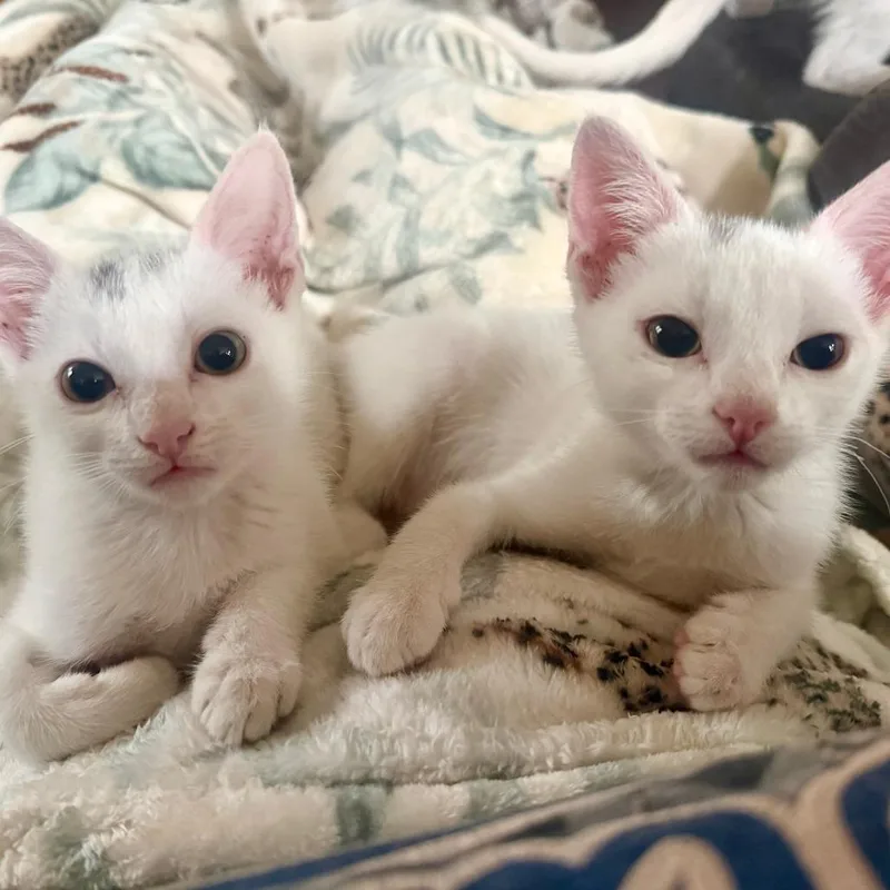 A baby small-sized female White Domestic Short Hair cat named Mao Mao for adoption in Redmond, WA
