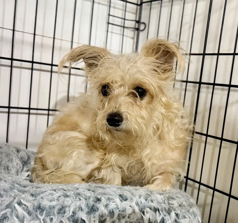 A young small-sized female Apricot / Beige Miniature Schnauzer dog named Fable for adoption in Matthews, IN