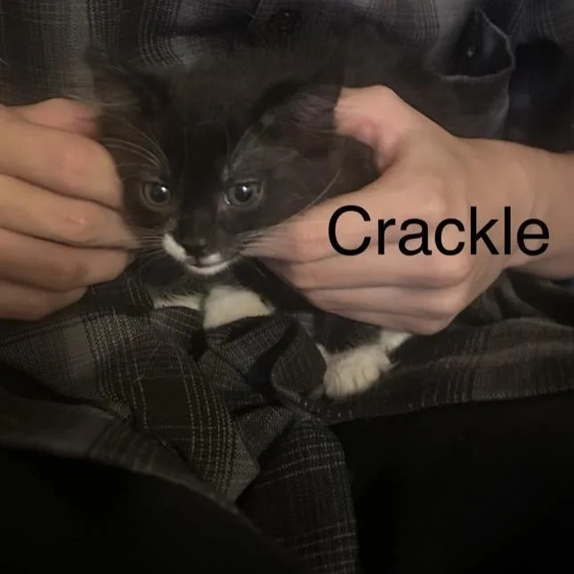 A baby small-sized female Black Domestic Short Hair cat named Crackle for adoption in Westminster, CA