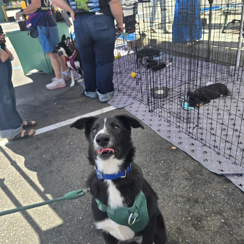 A young medium-sized female Black Border Collie dog named Ava for adoption in Brentwood, CA