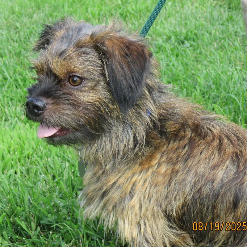 An adult small-sized male Cairn Terrier dog named Remi for adoption in White Bear Lake, MN