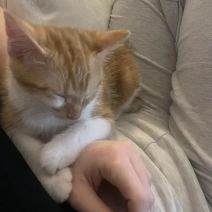 A young small-sized female Orange & White Domestic Short Hair cat named Fable for adoption in Bentonville, AR