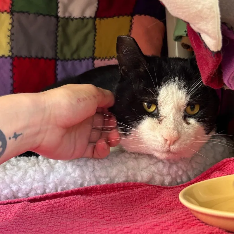 An adult large-sized male Black Domestic Short Hair cat named Nami for adoption in Grand Rapids, MI