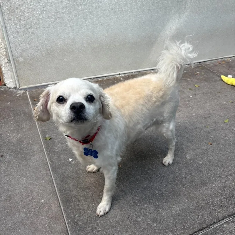 A senior small-sized male Chihuahua dog named Lucas for adoption in Los Angeles, CA