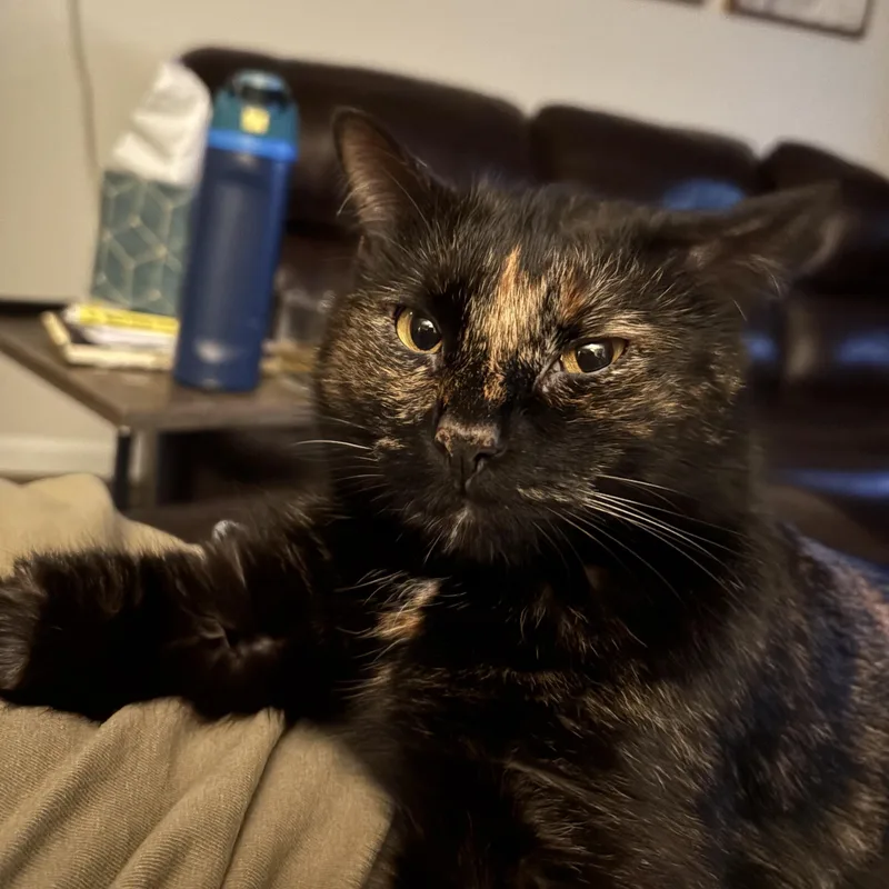 An adult medium-sized female Tortoiseshell cat named Agatha Christie for adoption in Memphis, TN