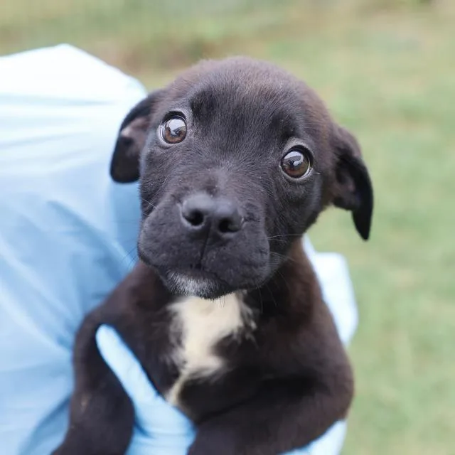 A baby small-sized male American Staffordshire Terrier dog named Pomelo for adoption in San Antonio, TX