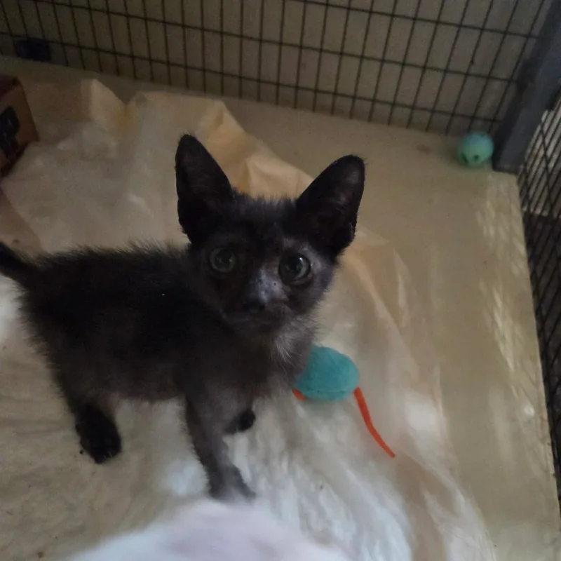 A baby medium-sized male Domestic Short Hair cat named Marty for adoption in Bastrop, TX